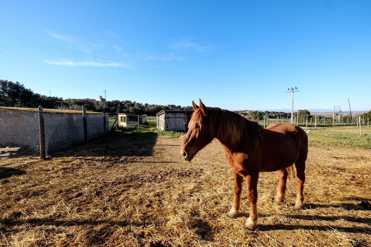 Els Masos D'en Coll Country house