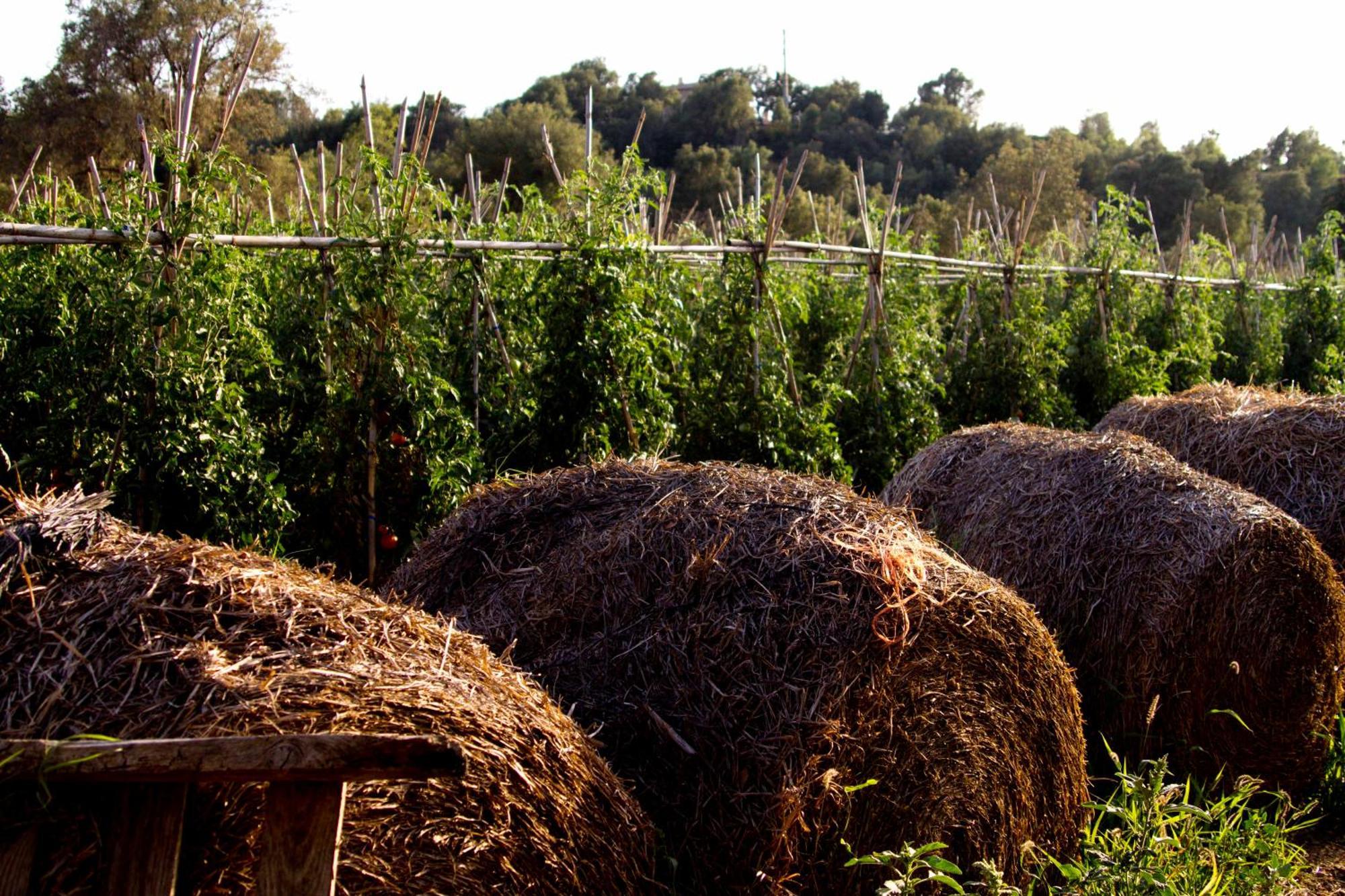 Els Masos D'en Coll Casa di campagna *